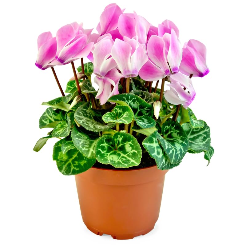 Pink Cyclamen Plant Live, Hardy Cyclamen Flowers, in 4 Inc Pot, Indoor Cyclamen Houseplant with Blooming Potted Flowers