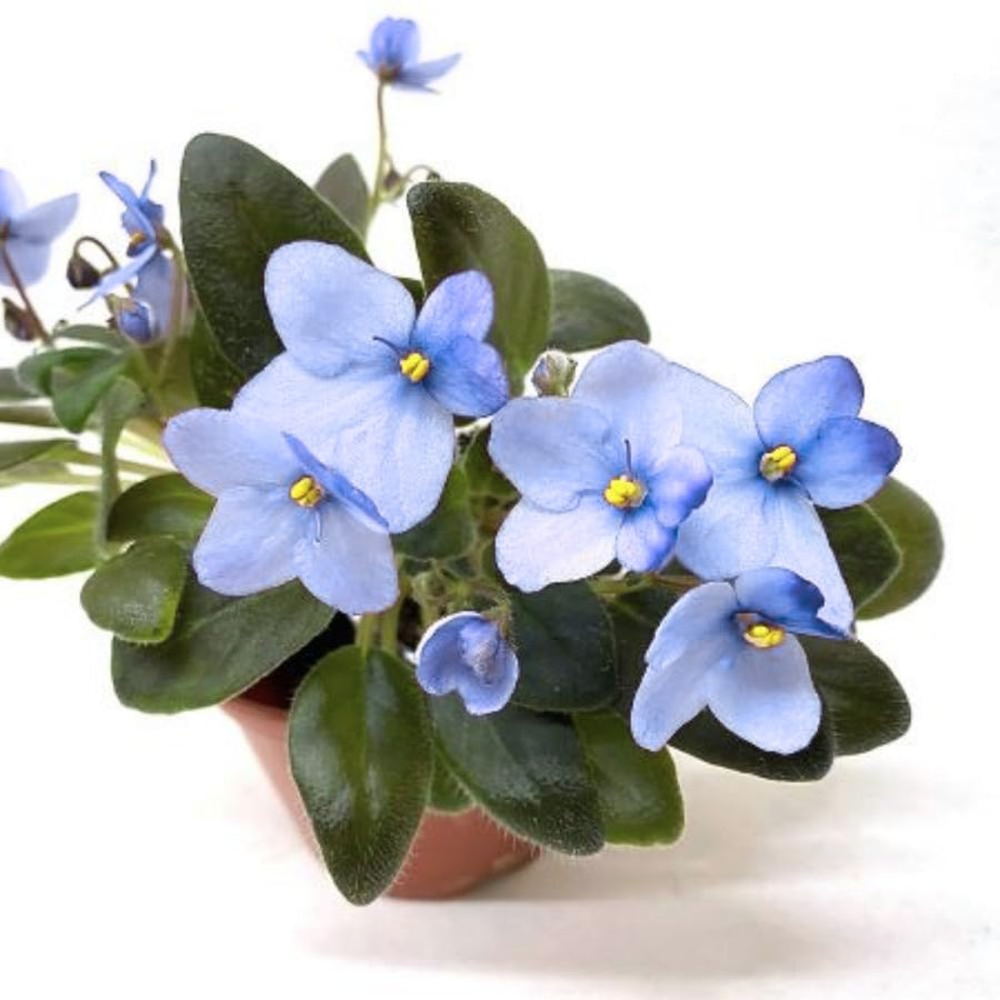 Light Blue African Violets Live Plant in 4" Pot, Starter African Violet for HouseplantIndoor Outdoor Home Decor