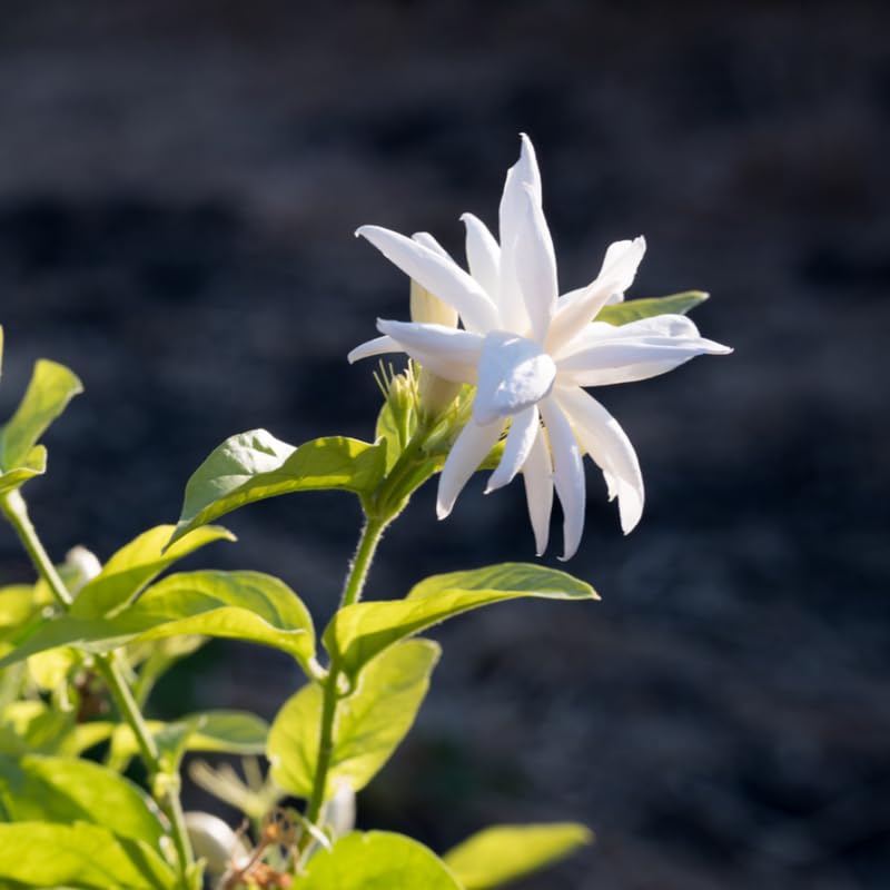 Tropical Double Jasmine Plant Live, Arabian Jasmine Flowering Vine Plant 4-9 Inch, Climbing Jasmines Well Rooted Houseplant Indoor Outdoor