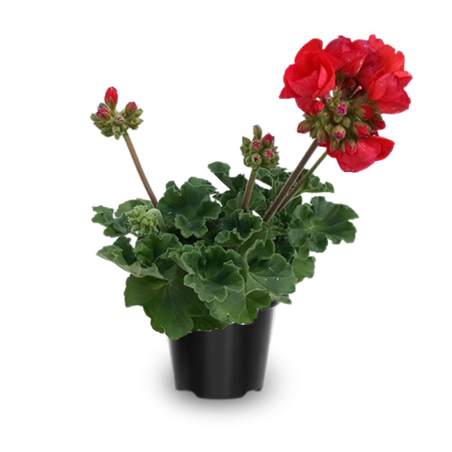 4 Red Geranium Plants Live, 5 to 8 Inches Tall, Geranium Flower Plants Indoor Outdoor, Geraniums Live Plant, Red