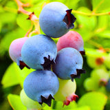 3 Blueberry Plants Live for Planting Outdoor, Blueberry Bushes Live Plant 1 Year Old, Blueberry Fruit Trees Live, Highbush Blueberry Plants, 5-10" Tall, No Pot (Tophat Blueberry)