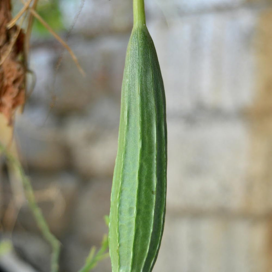 Loofah Live Plant, Luffa Plant, Climbing Vegetalble for Outdoor Garden, 4-6 Inches Tall in 4'' Pot