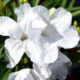 Pack 2 Mexican Petunia Live Plants, Perennial Petunia Vibrant Flowers, Outdoor Garden Growing 4-9 Inches