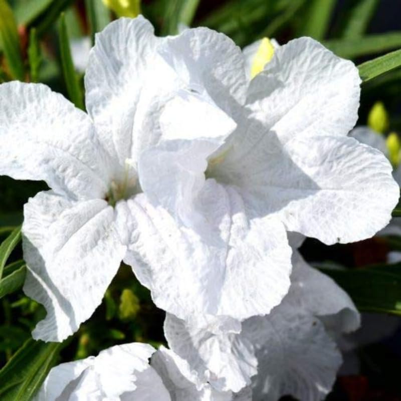 Pack 2 Mexican Petunia Live Plants, Perennial Petunia Vibrant Flowers, Outdoor Garden Growing 4-9 Inches