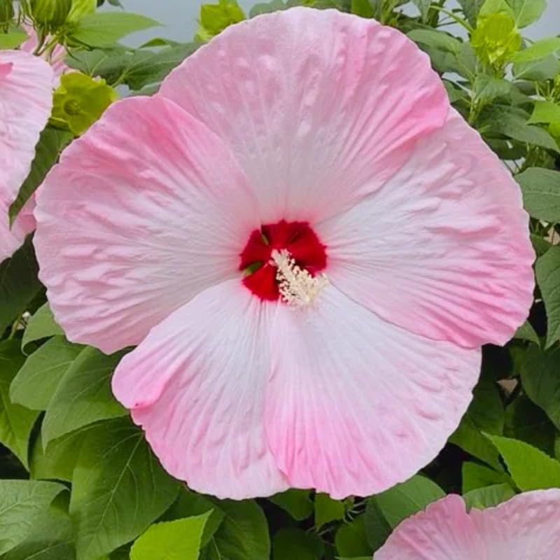 Pink Hibiscus Plant Live, Hardy Hibiscus Flowers for Outdoor Landscapes, 5-9 Inch Height, Ornamental Hibiscus Bush Shrub, Well-Rooted, No Pot