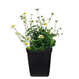 White Yellow Daisy Plant Live, Daisy Flower Plants Live Gardening, 6 Inc Potted