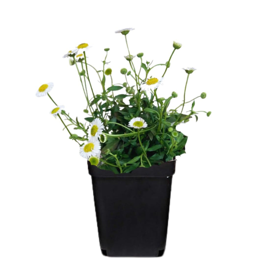White Yellow Daisy Plant Live, Daisy Flower Plants Live Gardening, 6 Inc Potted