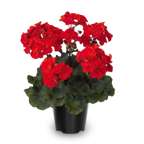 4 Red Geranium Plants Live, 4 to 6 Inches Tall, Geranium Live Plants for Garden