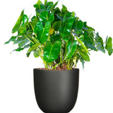 2 Green Leaf Philodendron Live Plant 5-9" Tall, Rare Tropical Indoor Houseplant Home Garden