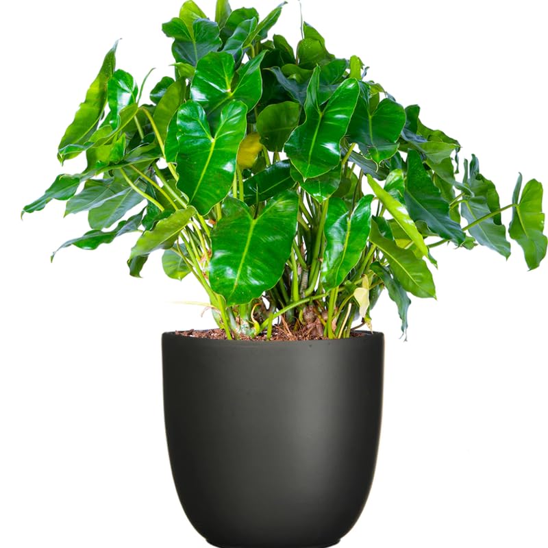 2 Green Leaf Philodendron Live Plant 5-9" Tall, Rare Tropical Indoor Houseplant Home Garden