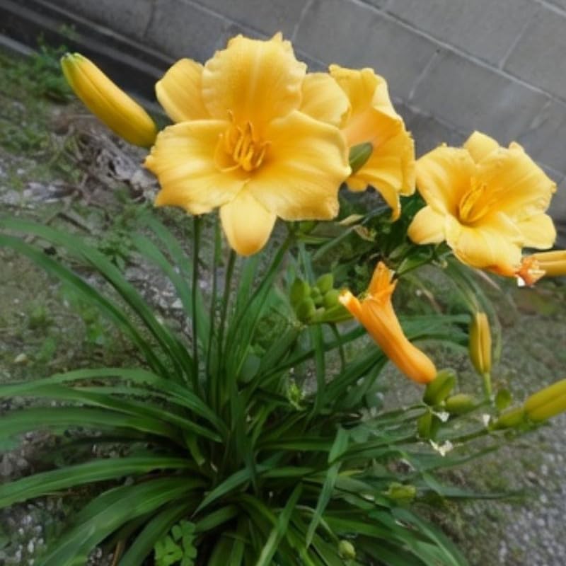 2 Yellow Daylily Plant 4 to 6 Inch Tall, Daylilies Plant Live, Low Maintenance Perennial Flower for Outdoor Growing, Bareroot Plant