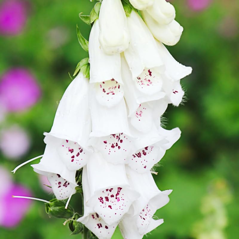 Set 6 White Foxglove Plants Live, in 3" Pots, Hardy Perennial Foxgloves Flowers for Outdoor Garden Planting