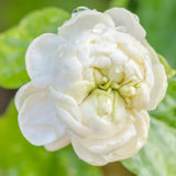 Duke of Tuscany Jasmine Plant, Fragrant Jasmine Flower Vine 4-8 Inches Well Rooted for Container, Hanging Basket Growing