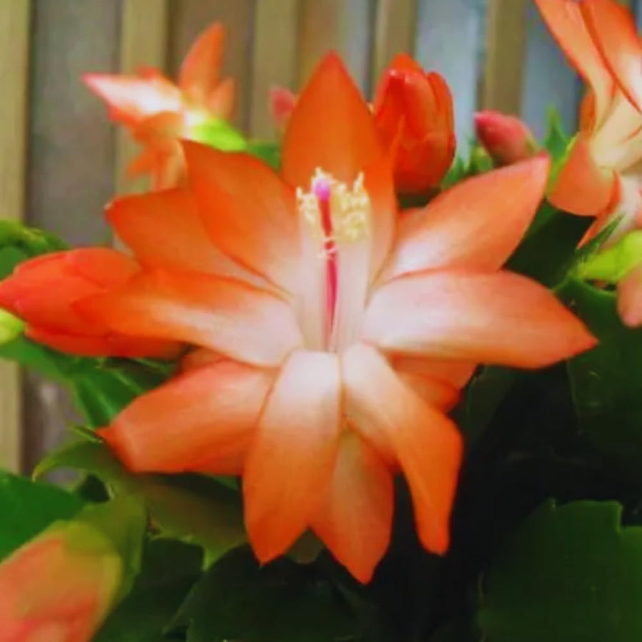 Christmas Cactus Plant Live, Holiday Cactus Live Plant, Hanging Baskets Houseplants, 4 Inc Potted (Orange)