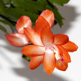 2 Live Orange Christmas Cactus Plants, Orange Christmas Cactus Plants Live, 4 to 6 Inch, Bare Root, Perennial Flower Holiday Succulent Plant, No Pot