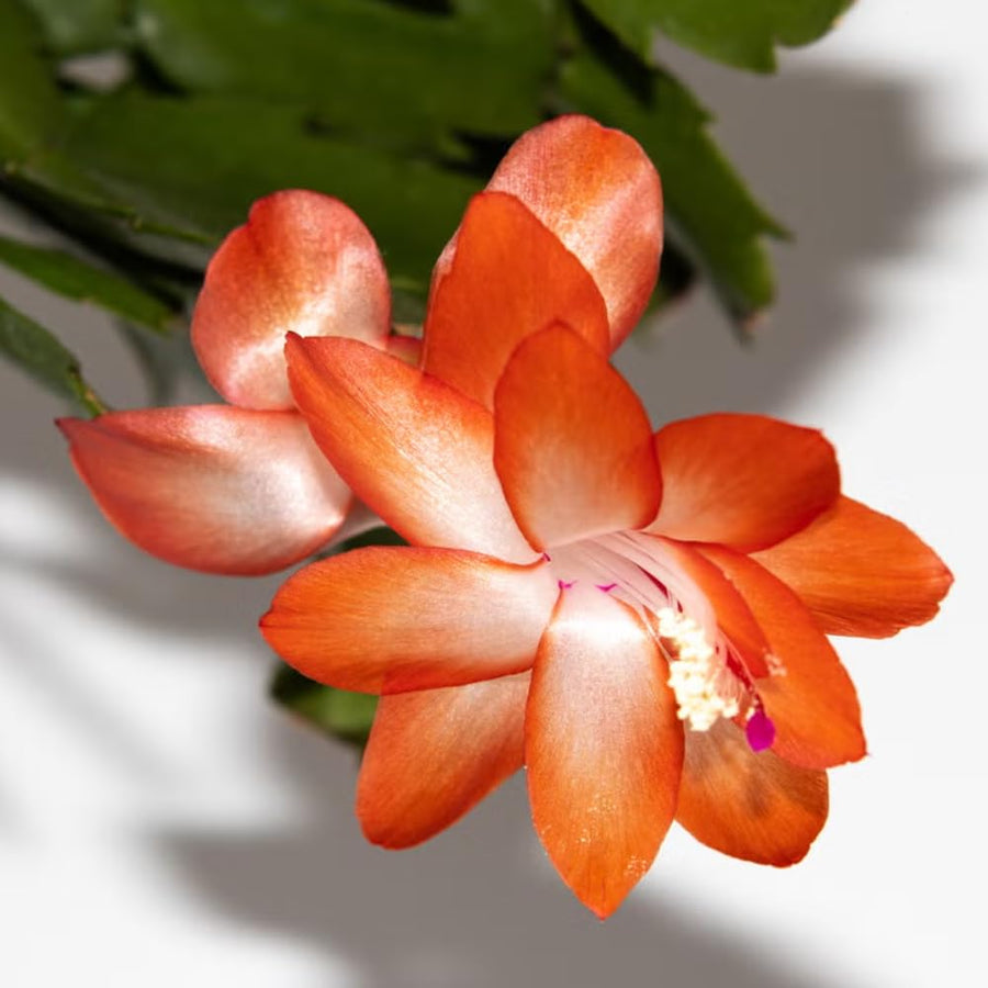 2 Live Orange Christmas Cactus Plants, Orange Christmas Cactus Plants Live, 4 to 6 Inch, Bare Root, Perennial Flower Holiday Succulent Plant, No Pot