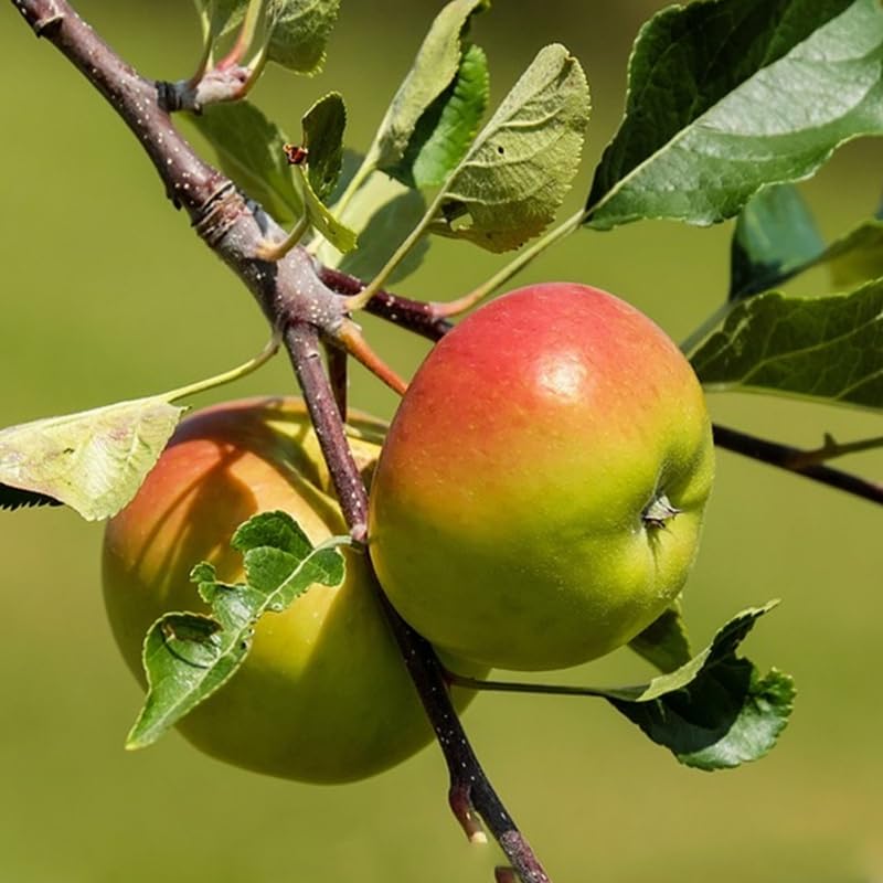 2-3 Ft Apple Tree Live Plant Bare Root, Live Apple Plant, Cold Hardy Fruit Plants for Home Garden Planting Spring (Red Green)