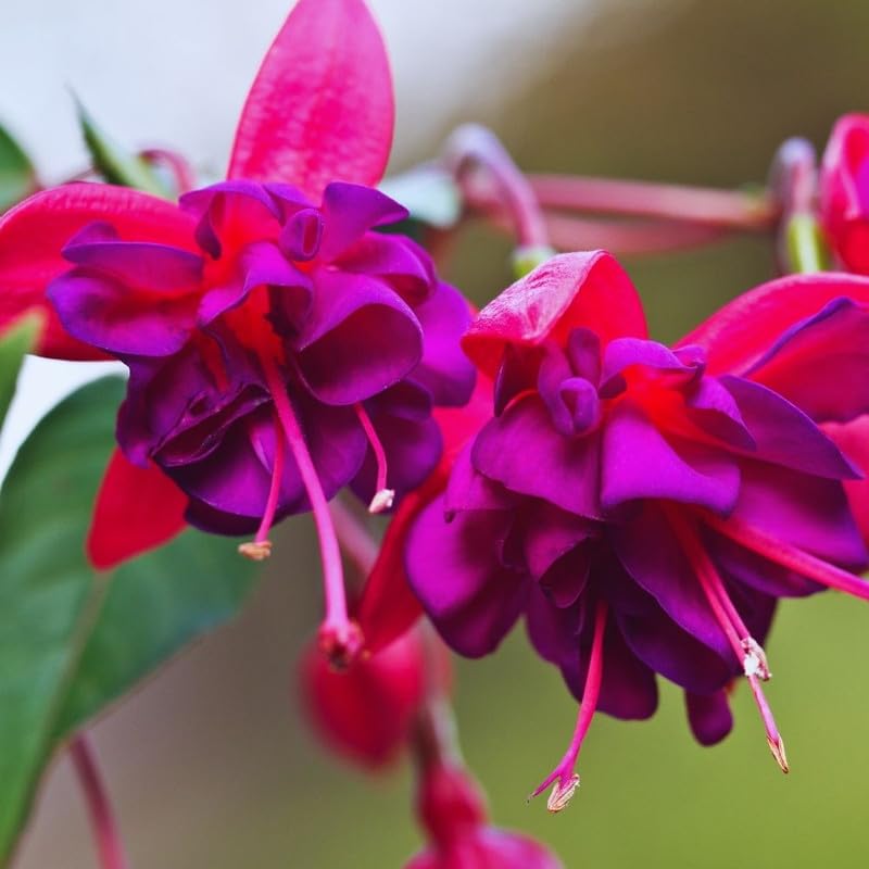 Hardy Fuchsia Plants Live Hanging Basket, 2 Blue Eyes Fuchsia Live Plant Pot 4''