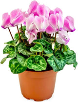 Pink Cyclamen Live Plant in Pot, Hardy Cyclamen Plant Live Vibrant Blooms, in 4 Inc Pot, Indoor Flowering Houseplant for Year-Round Display