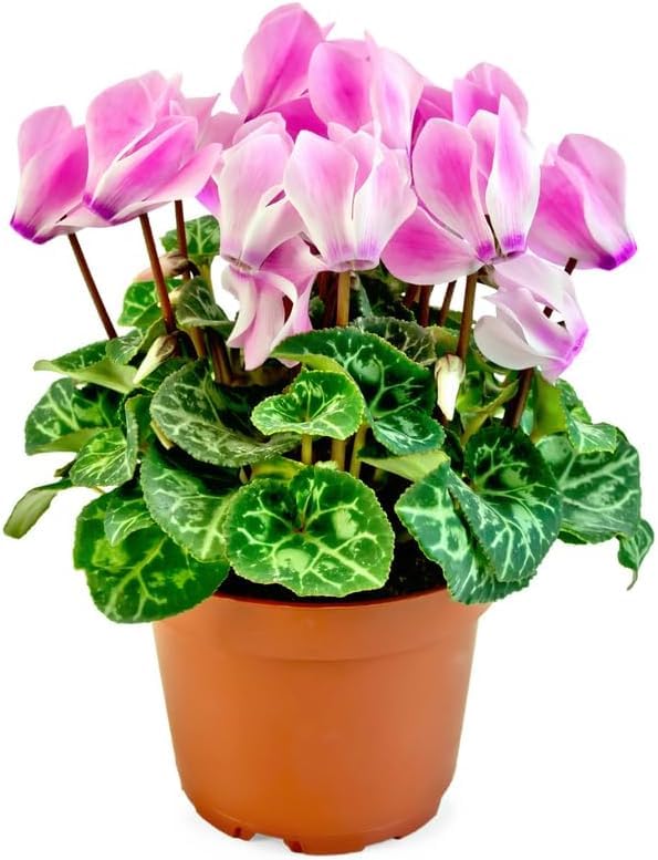 Pink Cyclamen Live Plant in Pot, Hardy Cyclamen Plant Live Vibrant Blooms, in 4 Inc Pot, Indoor Flowering Houseplant for Year-Round Display