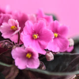 Light Pink African Violets Live Plant in 4" Pot, Starter African Violet for HouseplantIndoor Outdoor Home Decor