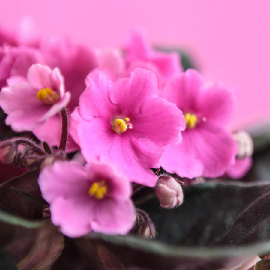 Light Pink African Violets Live Plant in 4" Pot, Starter African Violet for HouseplantIndoor Outdoor Home Decor