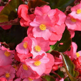 Combo 4 Begonias Houseplant Live Indoor, Mix Begonia Maculata Live Plant, Random Begonias Live Plants Outdoor, 4 to 8 Inc Tall
