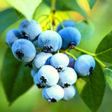 2 Blueberry Plant Live 1 Year Old, Sweet Blueberry Bush Live Plant, Blueberry Tree Live, Blueberries Shrub (Earliblue Blueberry Plants)