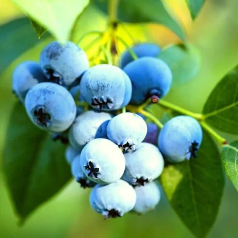 2 Blueberry Plant Live 1 Year Old, Sweet Blueberry Bush Live Plant, Blueberry Tree Live, Blueberries Shrub (Earliblue Blueberry Plants)