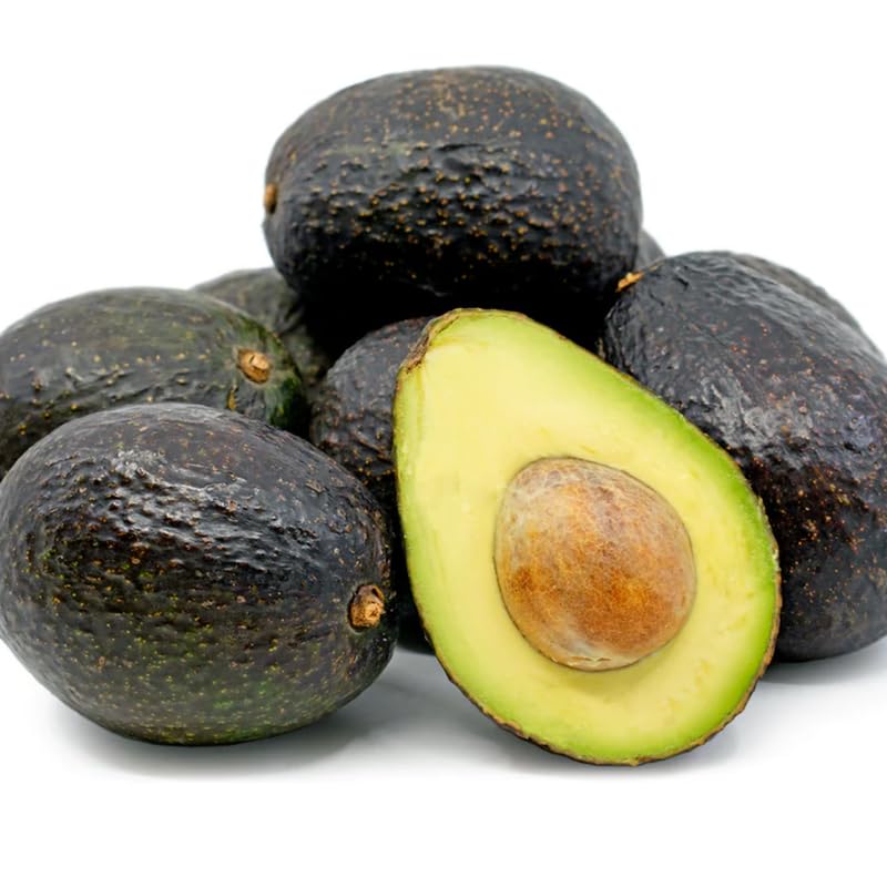 2 HASS Avocado Trees Live Plants Seedling, 5-10" in Tall, Cold Hardy Avocados Plant Tropical, HASS Avocado Plant Stater Size