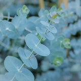 Baby Blue Eucalyptus Plant Live Indoor Outdoor- 5 to 9 Inc Tall No Pot, Fragrant Leaf, Hardy in Winter