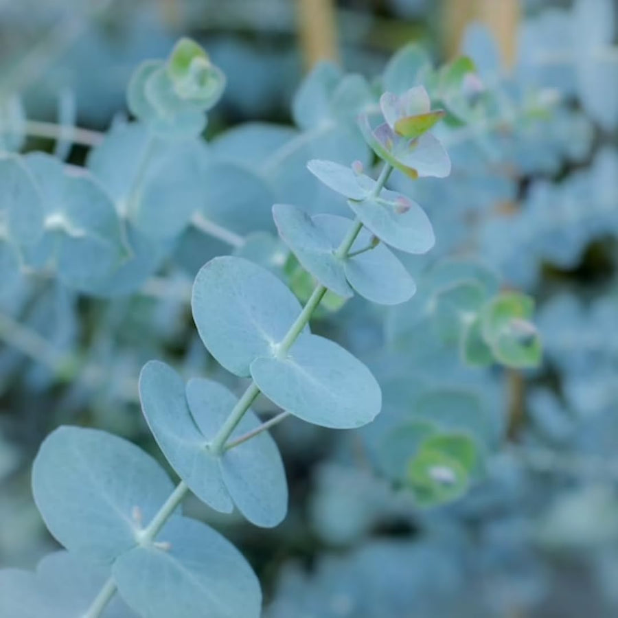 Baby Blue Eucalyptus Plant Live Indoor Outdoor- 5 to 9 Inc Tall No Pot, Fragrant Leaf, Hardy in Winter
