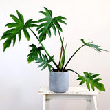 2 Rare Philodendron Live Plants Varieties Collection, Philodendrons Plants Size 5-9 Inc for Indoor Houseplant Décor, Ornamental Tropical Well-Rooted (Finger-Like Foliage Philodendron Plants)