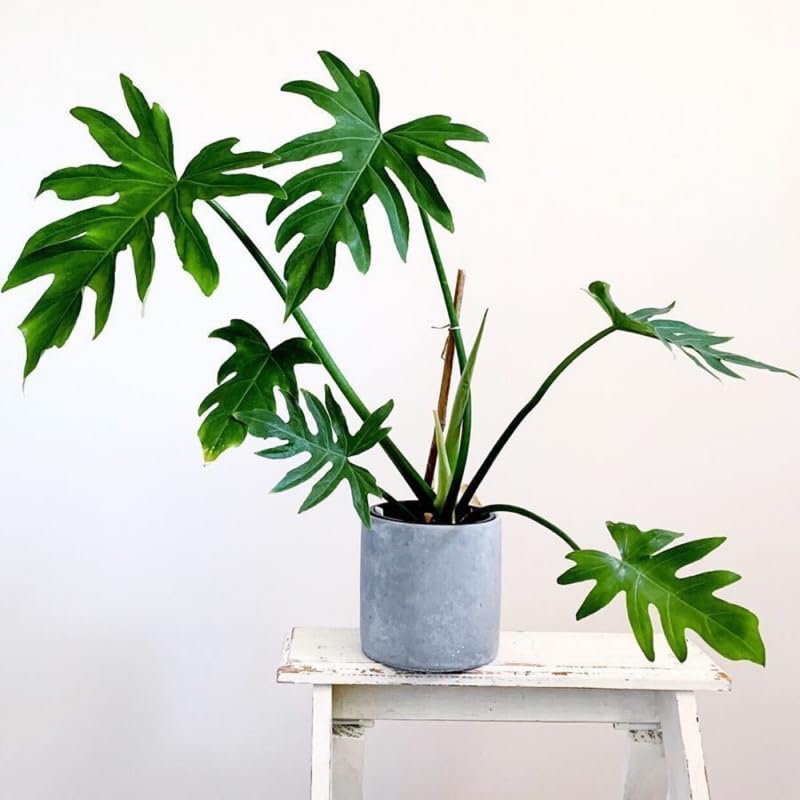 2 Rare Philodendron Live Plants Varieties Collection, Philodendrons Plants Size 5-9 Inc for Indoor Houseplant Décor, Ornamental Tropical Well-Rooted (Finger-Like Foliage Philodendron Plants)