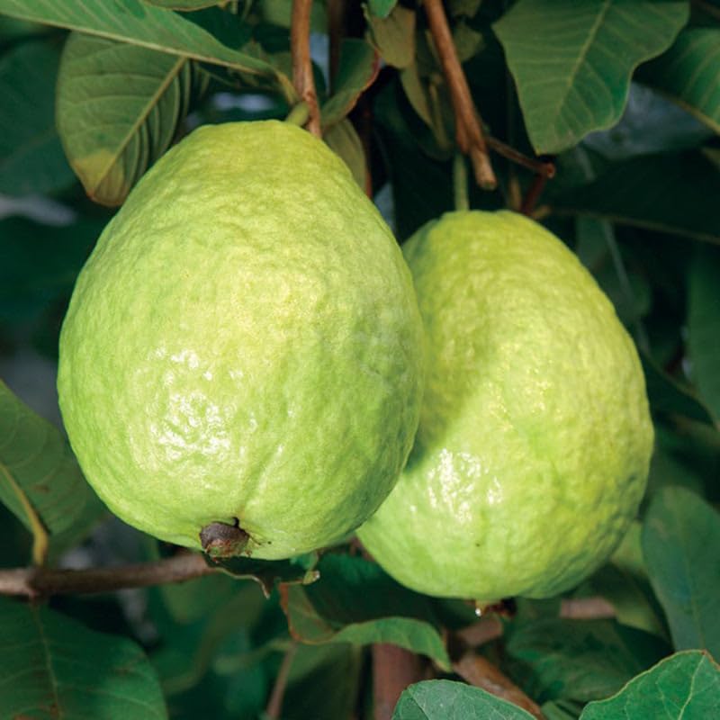 White Guava Tree Live, 8-10" Tall Tropical Fruit Tree, Sweet Guava Plant for Outdoor or Indoor Planting