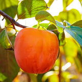 02 Persimmon Fruit Trees Live Plants Seedlings, 8" to 16" Well-Rooted, Zones 5 to 9, Winter Hardy, Outdoor Planting