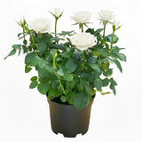 White Mini Rose Plant Live, Miniature Rose Bush in 3" Pot, Indoor Outdoor Flowering Plant, Compact Live Rose for Gifts and Gardens