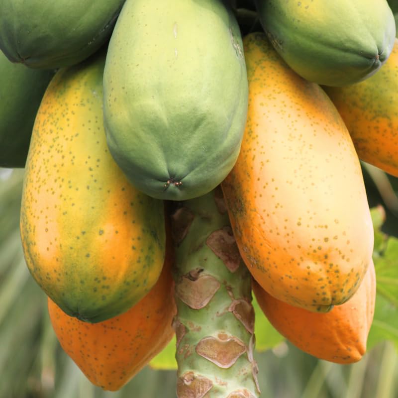 Dwarf Papaya Plant Live Size 8-12" in Half Gallon Pot, Perfect for Containers, Tropical Fruit for Small Spaces, No CA