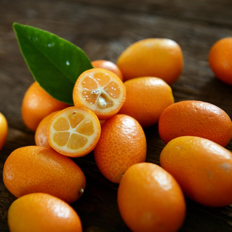Sweet Kumquat Tree, Grafted 2 Ft Tall, Citrus Kumquat Plant in Pot