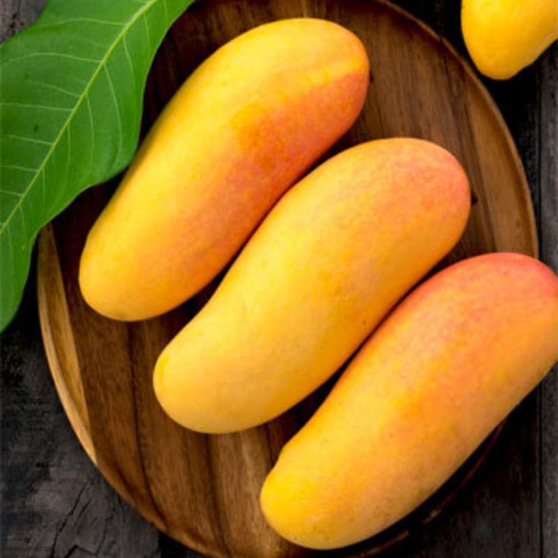 Sweet Mango Tree Live Plant, 2 Feet Tall, Hardy Mango Fruit Tree for Outdoor Planting, Yellow Orange Fruits