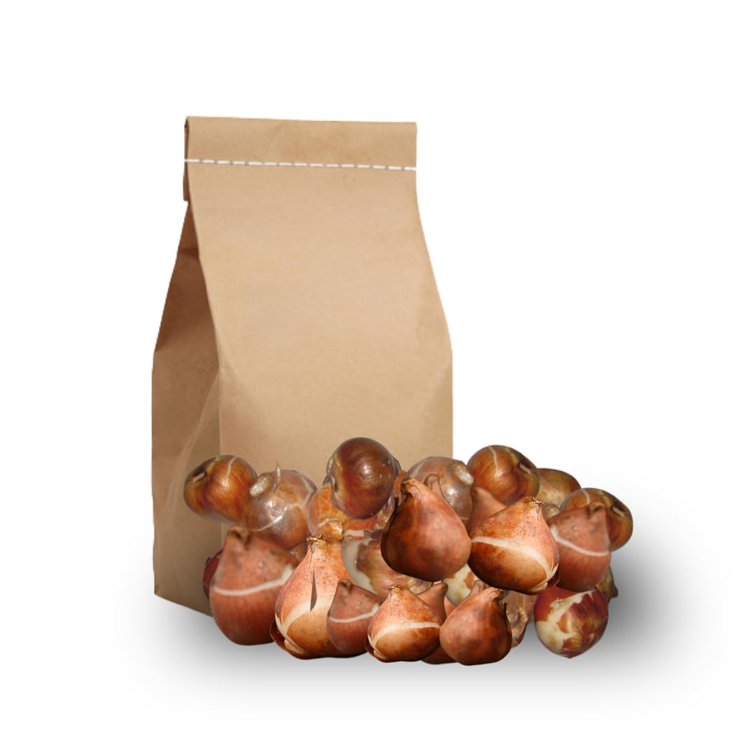 Set 10 Mixed Tulip Bulbs, Coloful Tulip for Spring Bloom, Outdoor Garden Planting
