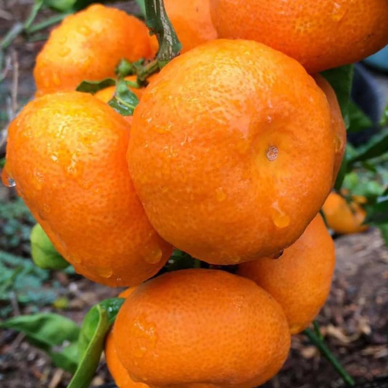 Satsuma Mandarin Orange Tree, 3 Ft Grafted Tree, Citrus Mandarin Orange, Sweet Fruits