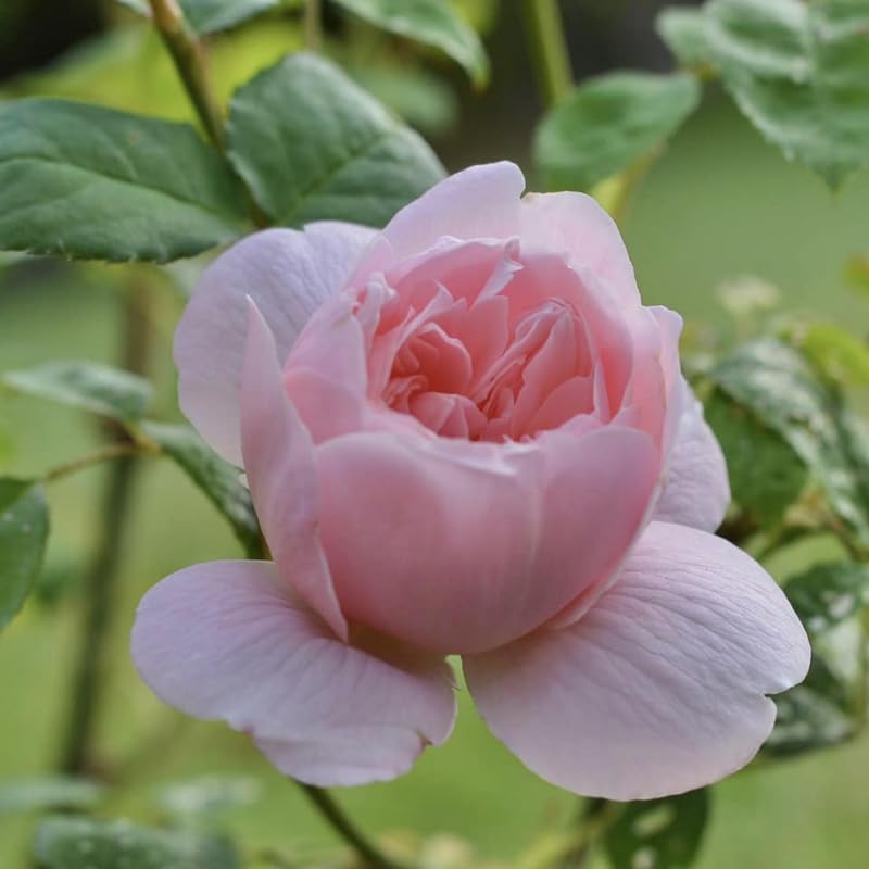 Light Pink Climbing Roses Live Plants 7 Months Old, Rose Bushes Ready to Plant 5-9" Tall, Very Fragrant, Can Grow As Climber or Bush Tree or Trellises, Walls, Fences