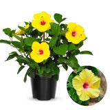 Rare Yellow Hibiscus Plant Live, Hardy Hibiscus Flowers Colorful Blooms for Outdoor Landscapes, 8-10 Inch Height, Hibiscus Shrubs, No Pot, Well-Rooted