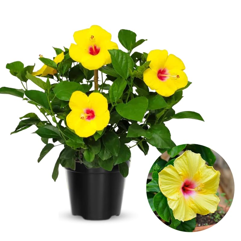 Rare Yellow Hibiscus Plant Live, Hardy Hibiscus Flowers Colorful Blooms for Outdoor Landscapes, 8-10 Inch Height, Hibiscus Shrubs, No Pot, Well-Rooted