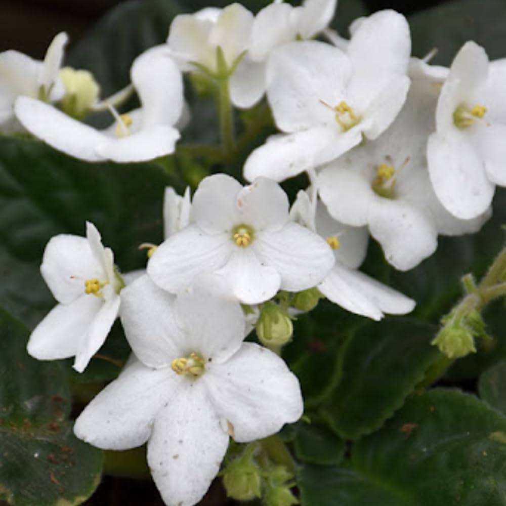 White African Violets Live Plant in 4" Pot, Starter African Violet for HouseplantIndoor Outdoor Home Decor