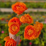 25 Orange Large Ranunculus Bulbs for Planting, Ranunculus Corms, Buttercup Flower Bulbs Spring Fall Growing