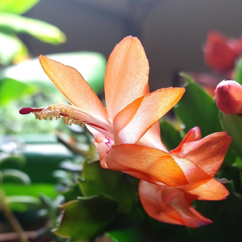 Orange Christmas Cactus Plants Live, 4 to 6 Inch Tall Live Christmas Cactus Bare Roots, Perennial Well Rooted Flower Plants, Holiday Houseplant, No Pot