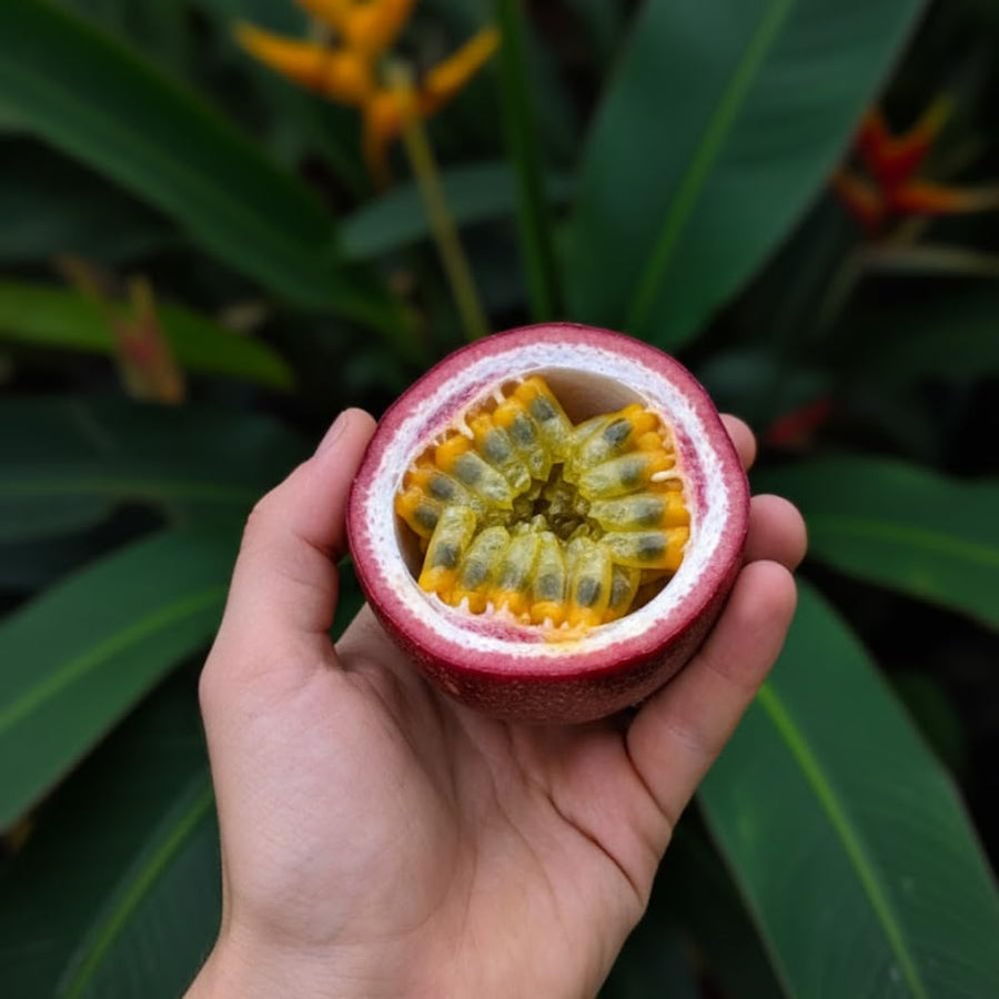 Purple Passion Fruit Tree Live Plant, 2 Years Old Passionfruit Vine, Tropical Fruit Tree for Garden and Containers Growing, 2-3 Ft Tall