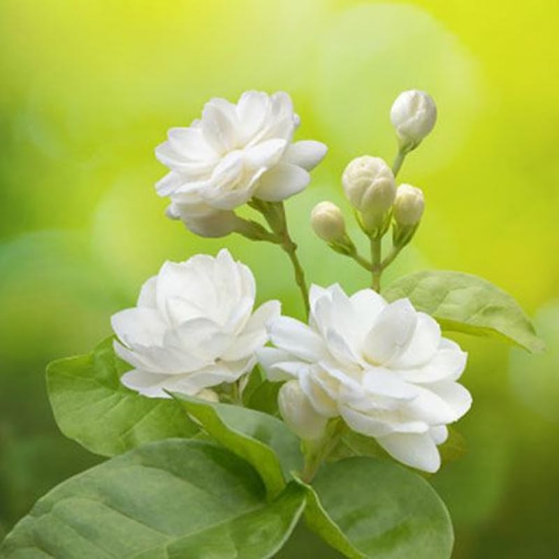 2 Jasmine Plants Live, Random Jasmine Tree Live Plant Plugs Size, Fragrant White Flower, 2-3 Inches in Tall, No Pot, Fast-Growing